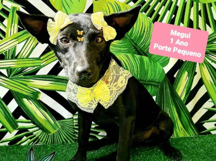 Cachorro raça SRD-ViraLata idade 1 ano nome Megui pretinha