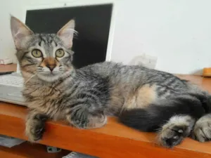 Gato raça srd idade 2 a 6 meses nome Bless & Miklos