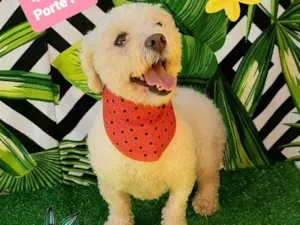 Cachorro raça Poodle idade 4 anos nome Pingo