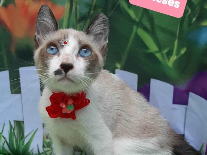 Gato raça SRD-ViraLata idade 2 a 6 meses nome Lili