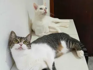 Gato raça srd idade 1 ano nome Orion