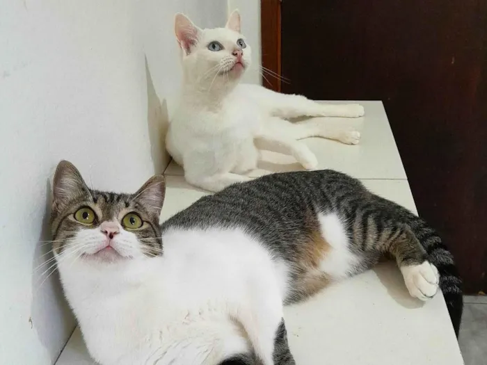 Gato ra a srd idade 1 ano nome Orion