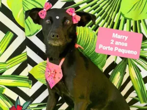 Cachorro raça SRD-ViraLata idade 1 ano nome Marry 