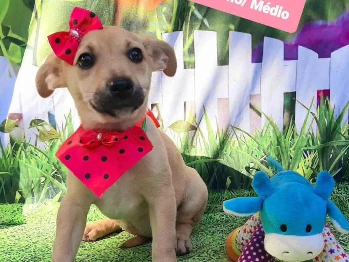 Cachorro raça SRD-ViraLata idade 2 a 6 meses nome Fiona