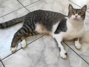 Gato raça srd idade 1 ano nome Orion
