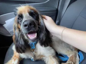Cachorro raça Cocker idade 1 ano nome Bruce