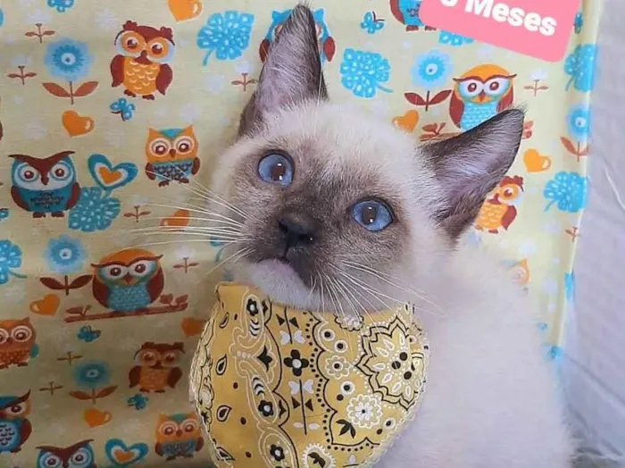 Gato raça SRD-ViraLata idade 2 a 6 meses nome Higor