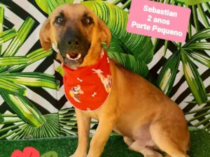 Cachorro raça SRD-ViraLata idade 2 anos nome Sebastian 