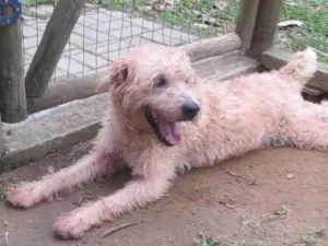 Cachorro raça Srd idade 2 anos nome Spike