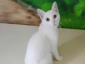 Gato raça srd idade 2 a 6 meses nome Becker