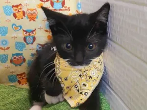 Gato raça SRD-ViraLata idade 2 a 6 meses nome Will