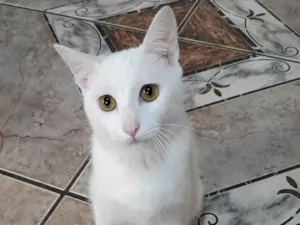 Gato raça srd idade 2 a 6 meses nome Becker