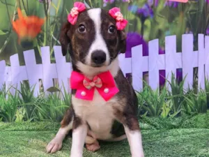 Cachorro raça SRD-ViraLata idade 2 a 6 meses nome Gelatina 