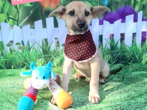 Cachorro raça SRD-ViraLata idade 2 a 6 meses nome Tico