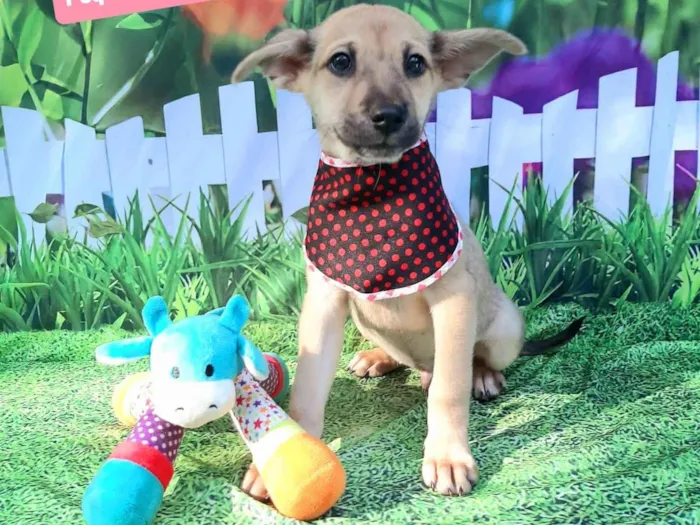 Cachorro raça SRD-ViraLata idade 2 a 6 meses nome Tico