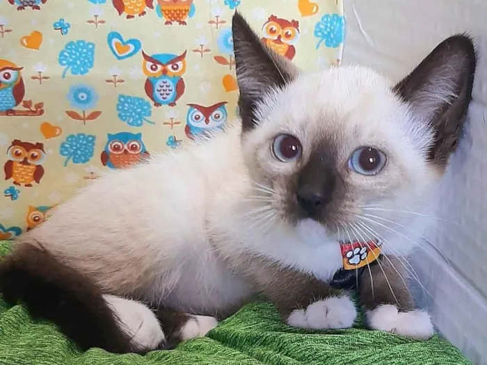 Gato raça SRD-ViraLata idade 2 a 6 meses nome Dudu