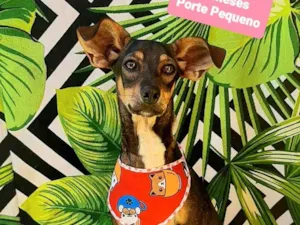 Cachorro raça SRD-ViraLata idade 7 a 11 meses nome Tico she
