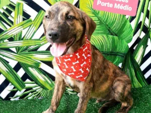 Cachorro raça SRD-ViraLata idade 2 a 6 meses nome Tigre