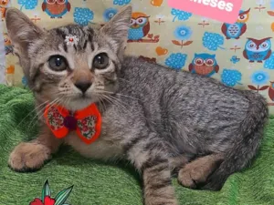 Gato raça SRD-ViraLata idade 2 a 6 meses nome Lua