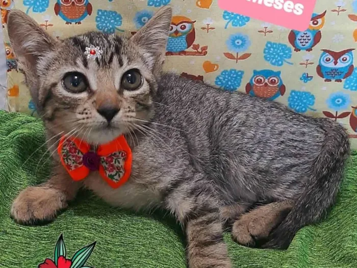 Gato raça SRD-ViraLata idade 2 a 6 meses nome Lua