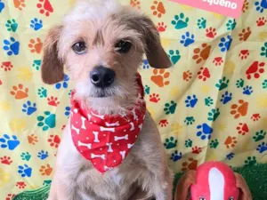 Cachorro raça SRD-ViraLata idade 3 anos nome Speto 
