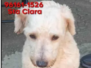 Cachorro raça Poodle idade 1 ano nome Poodle creme