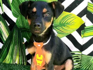 Cachorro raça SRD-ViraLata idade 2 a 6 meses nome Ben 