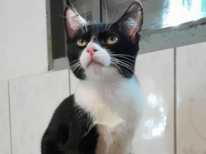 Gato ra a srd idade 2 a 6 meses nome Chevy & Toyota