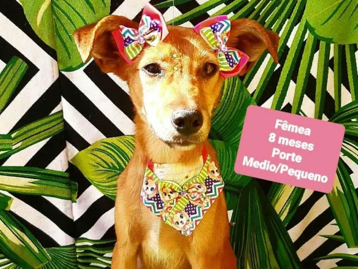 Cachorro raça SRD-ViraLata idade 7 a 11 meses nome Flora