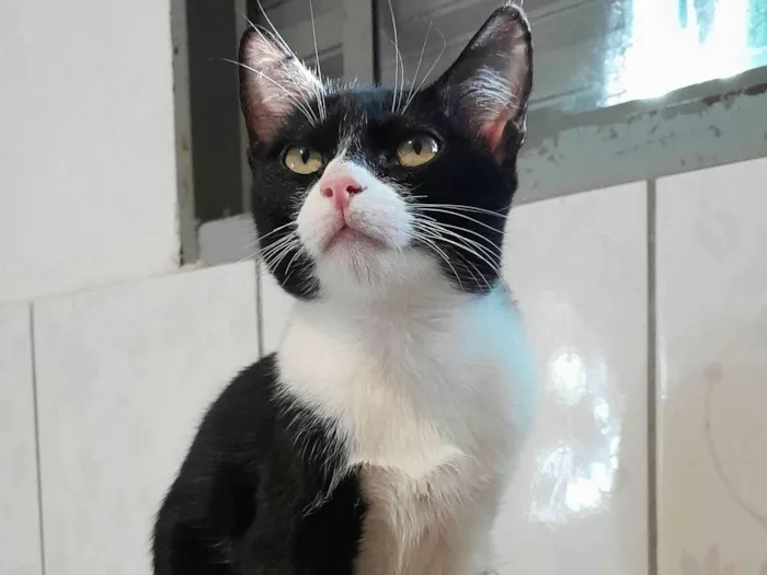 Gato ra a srd idade 2 a 6 meses nome Chevy & Toyota