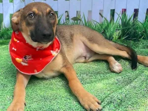 Cachorro raça SRD-ViraLata idade 2 a 6 meses nome Geleia