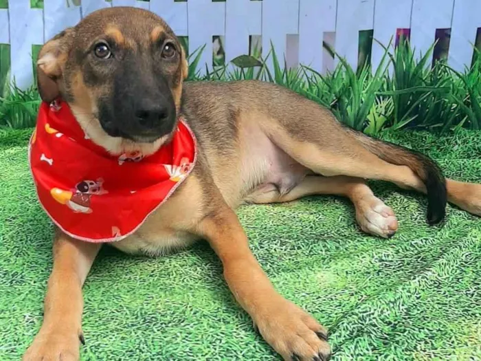 Cachorro raça SRD-ViraLata idade 2 a 6 meses nome Geleia