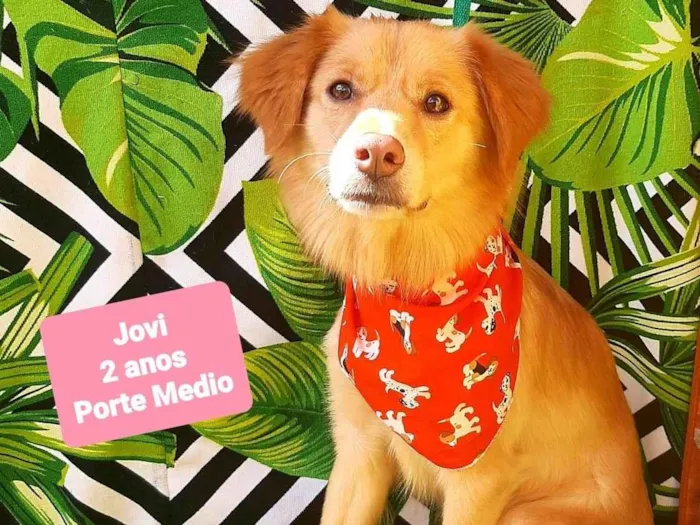 Cachorro raça SRD-ViraLata idade 2 anos nome Jovi