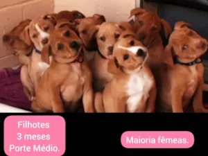 Cachorro raça SRD-ViraLata idade 2 a 6 meses nome Filhotes :)