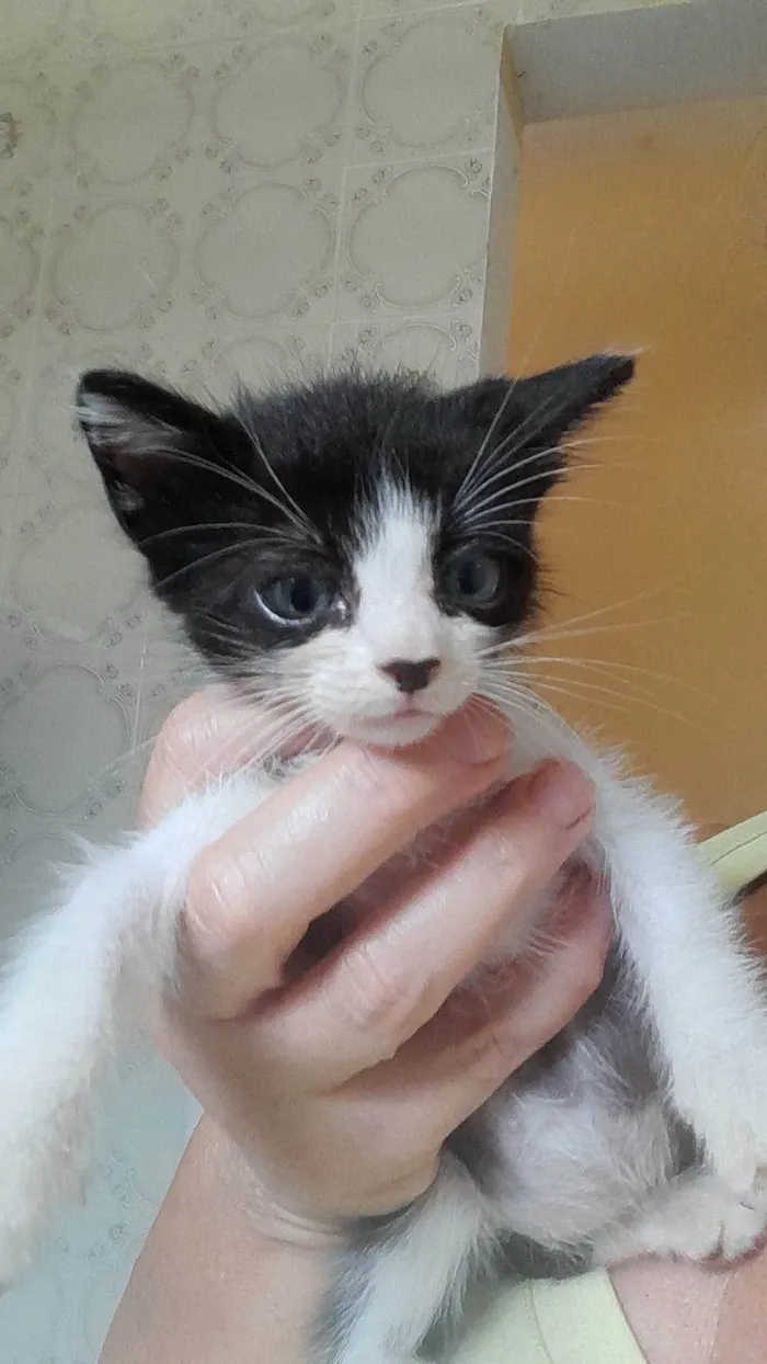 Gato ra a SRD-ViraLata idade 2 a 6 meses nome Chaves