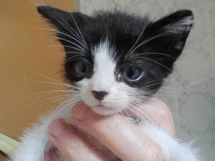 Gato ra a SRD-ViraLata idade 2 a 6 meses nome Chaves