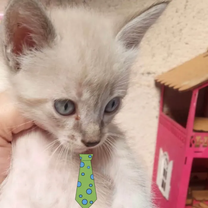 Gato ra a Mestica  idade 2 a 6 meses nome Nino 