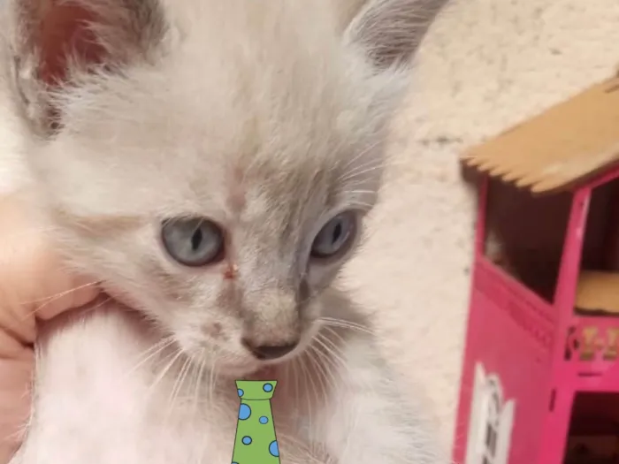 Gato ra a Mestica  idade 2 a 6 meses nome Nino 