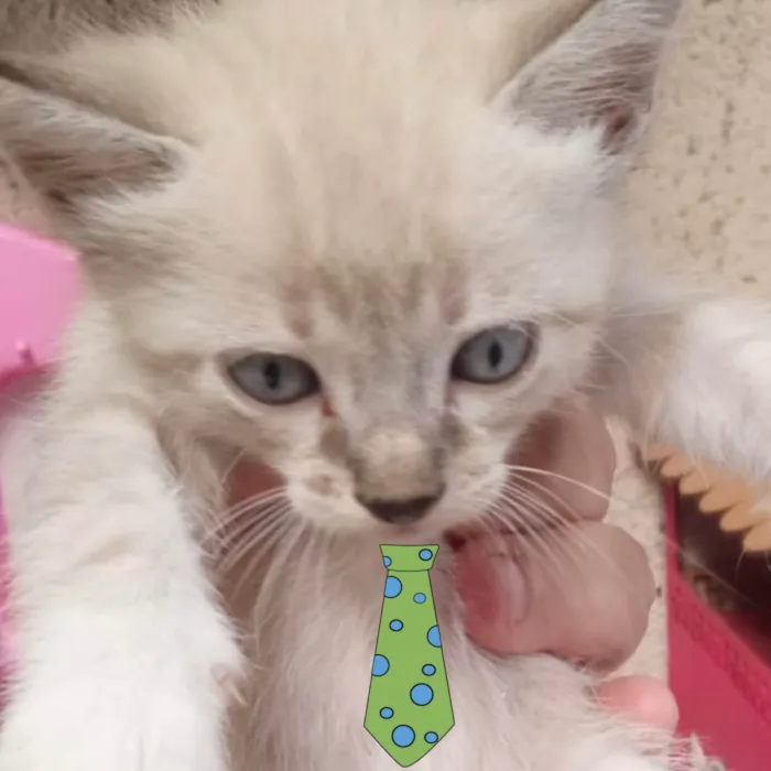 Gato ra a Mestica  idade 2 a 6 meses nome Nino 