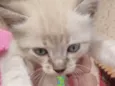 Nino 