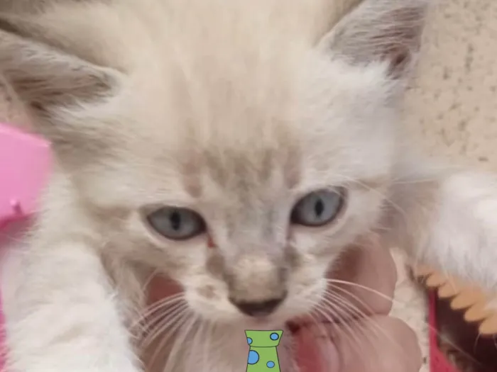 Gato ra a Mestica  idade 2 a 6 meses nome Nino 