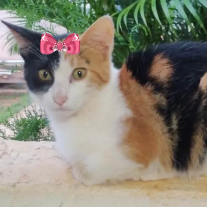 Gato ra a Mestica  idade 2 a 6 meses nome Mila 