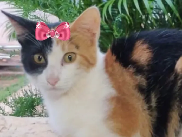 Gato ra a Mestica  idade 2 a 6 meses nome Mila 