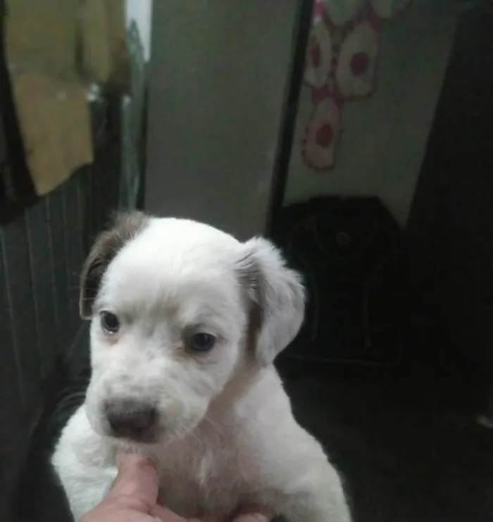 Cachorro raça SRD-ViraLata idade Abaixo de 2 meses nome Babys