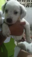 Cachorro raça SRD-ViraLata idade Abaixo de 2 meses nome Babys