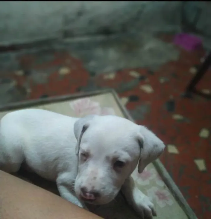 Cachorro raça SRD-ViraLata idade Abaixo de 2 meses nome Babys