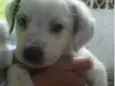 Cachorro raça SRD-ViraLata idade Abaixo de 2 meses nome Babys