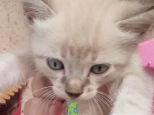 Gato raça Mestica  idade 2 a 6 meses nome Nino 