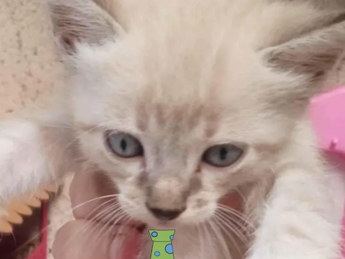Gato ra a Mestica  idade 2 a 6 meses nome Nino 