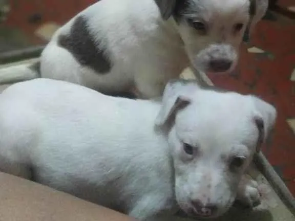 Cachorro raça SRD-ViraLata idade Abaixo de 2 meses nome Babys
